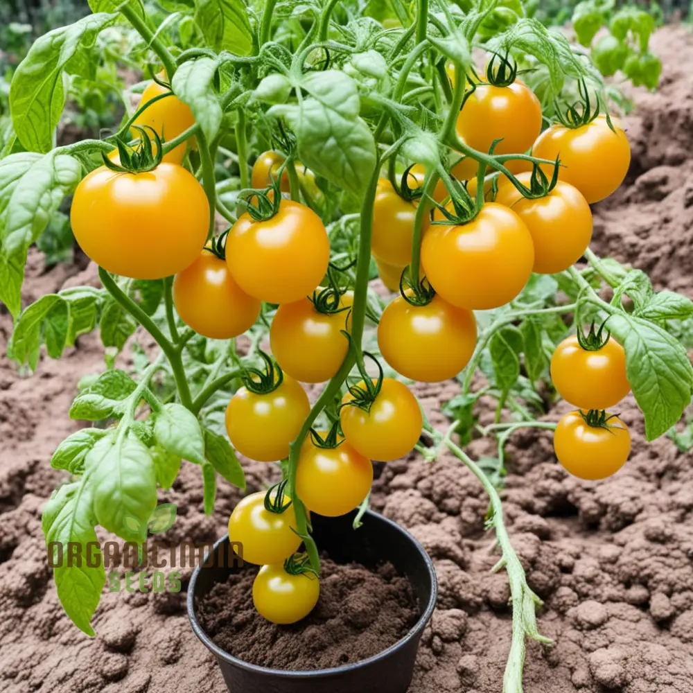 Snow Vegetable Tomato Seeds For Planting Snow Wonder, Premium Tomato Seeds for Your Garden Adventures