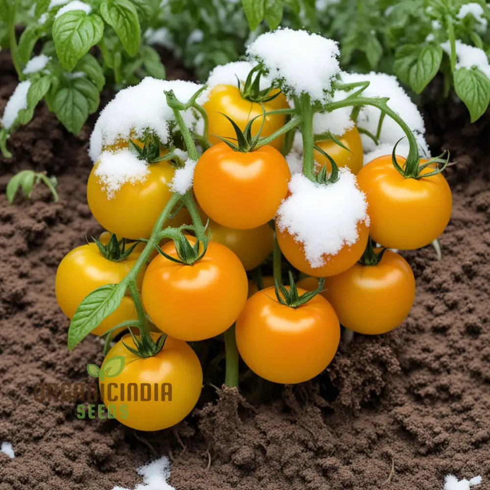 Snow Vegetable Tomato Seeds For Planting Snow Wonder, Premium Tomato Seeds for Your Garden Adventures - Image 3