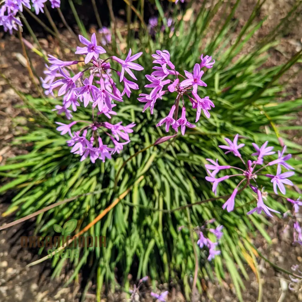 Society Garlic Seeds – Ornamental, Aromatic & Easy-Growing Garden Variety