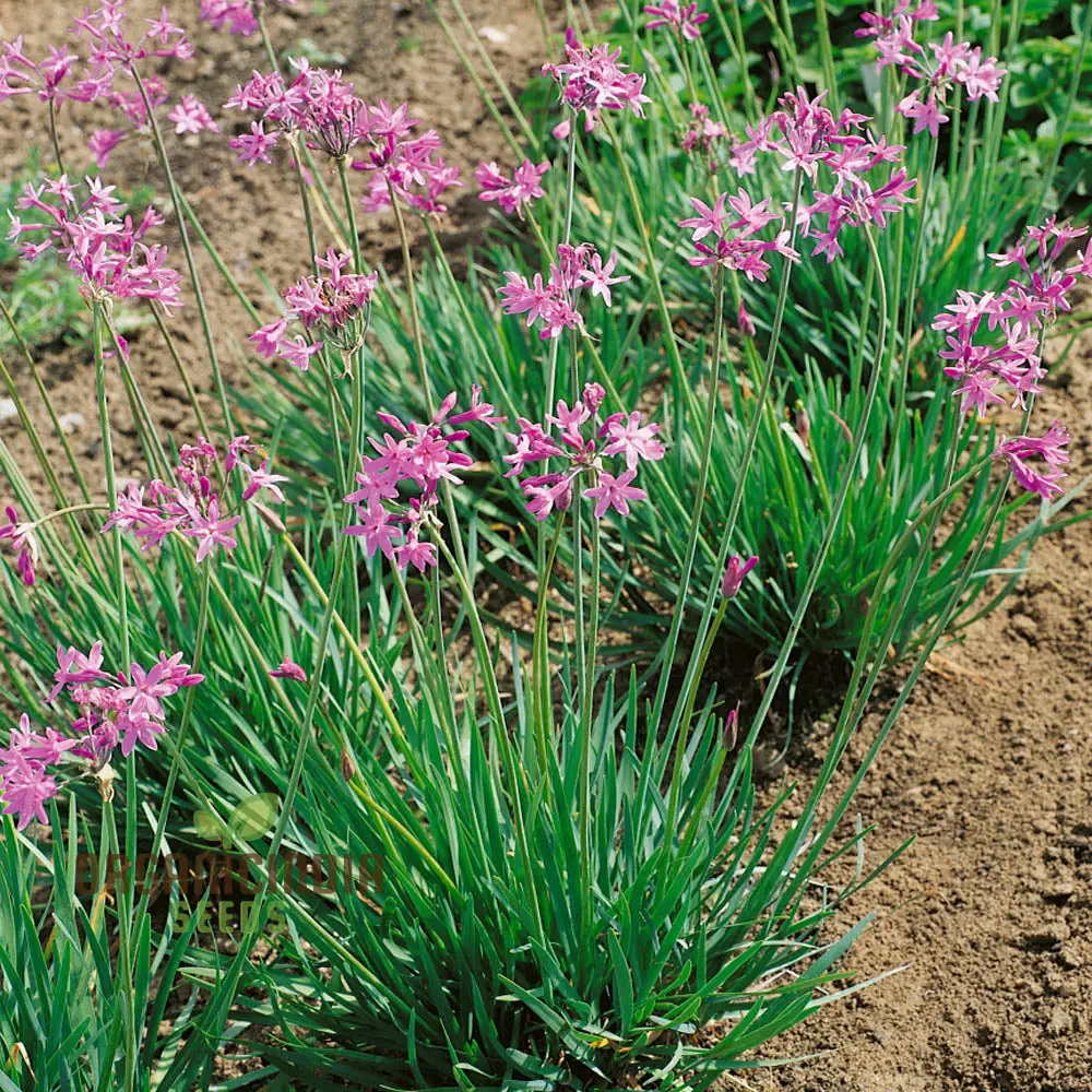 Society Garlic Seeds – Ornamental, Aromatic & Easy-Growing Garden Variety - Image 3