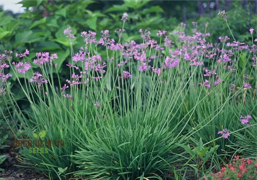 Society Garlic Seeds – Ornamental, Aromatic & Easy-Growing Garden Variety - Image 4