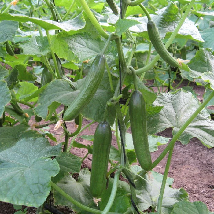 Socrates Cucumber Seeds – High-Yield, Crisp & Sweet Greenhouse Variety - Image 4