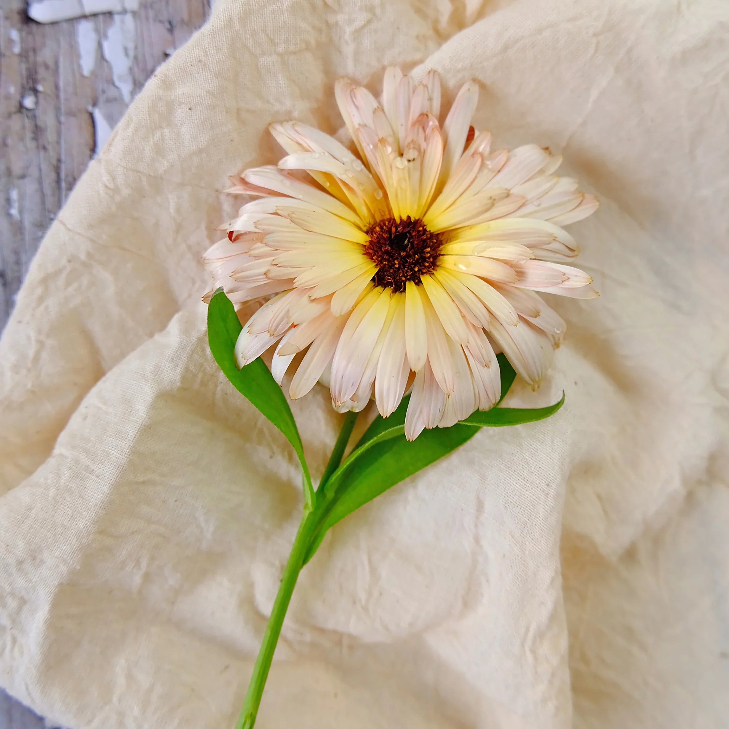 Soft Peach Calendula Flower Seeds,Delicate Blooms, Non-GMO