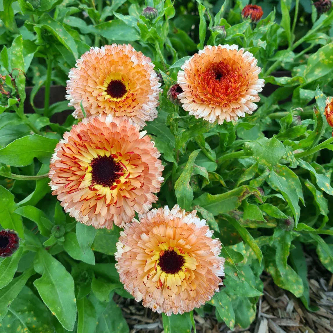 Soft Peach Calendula Flower Seeds,Delicate Blooms, Non-GMO - Image 2