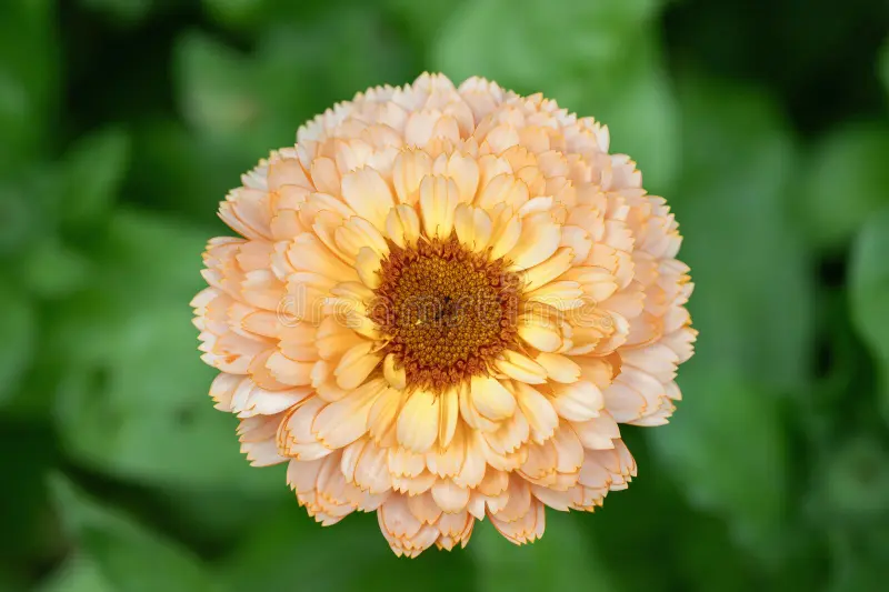 Soft Peach Calendula Flower Seeds,Delicate Blooms, Non-GMO - Image 3