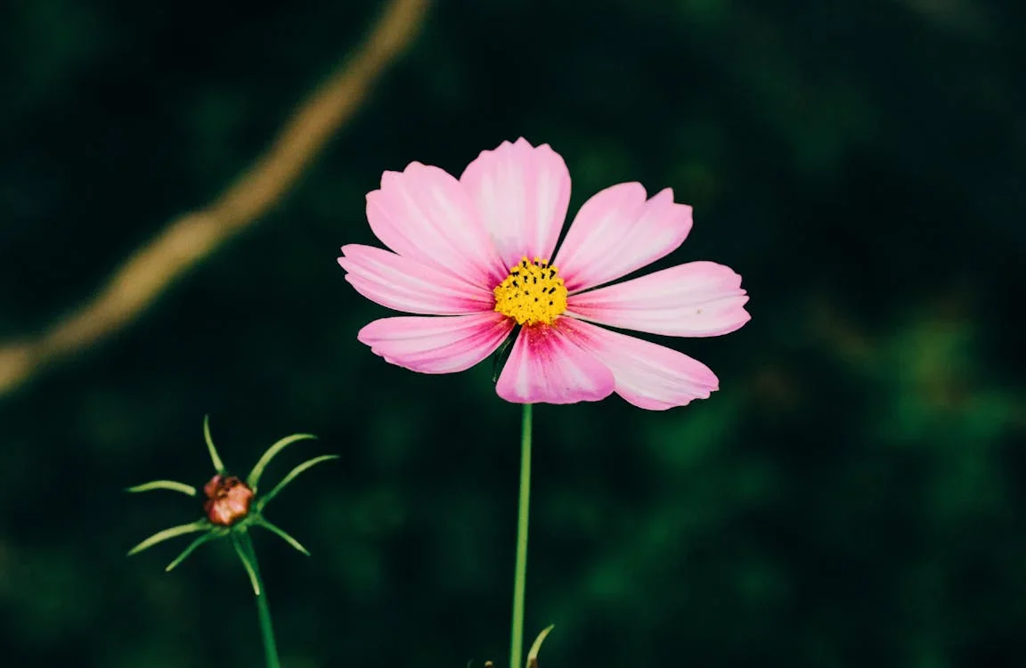 Soft Pink Cosmos Flower Seeds , Delicate & Charming Garden Blooms - Image 2