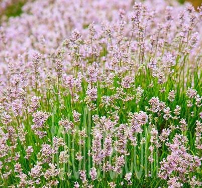 Soft Pink Lavender Seeds – Delicate Fragrant Blooms for Gardens & Landscaping - Image 2