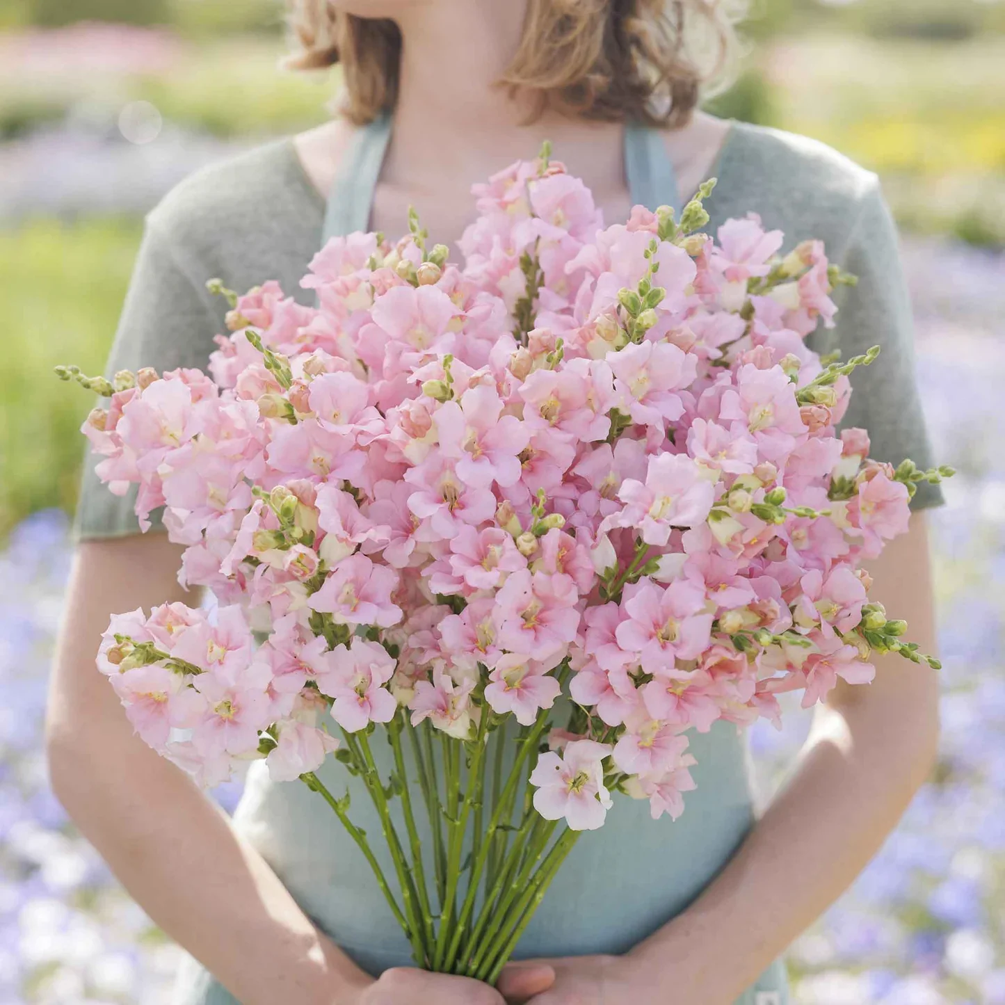 Soft Pink Snapdragon Flower Seeds , Delicate & Charming Blooms - Image 2