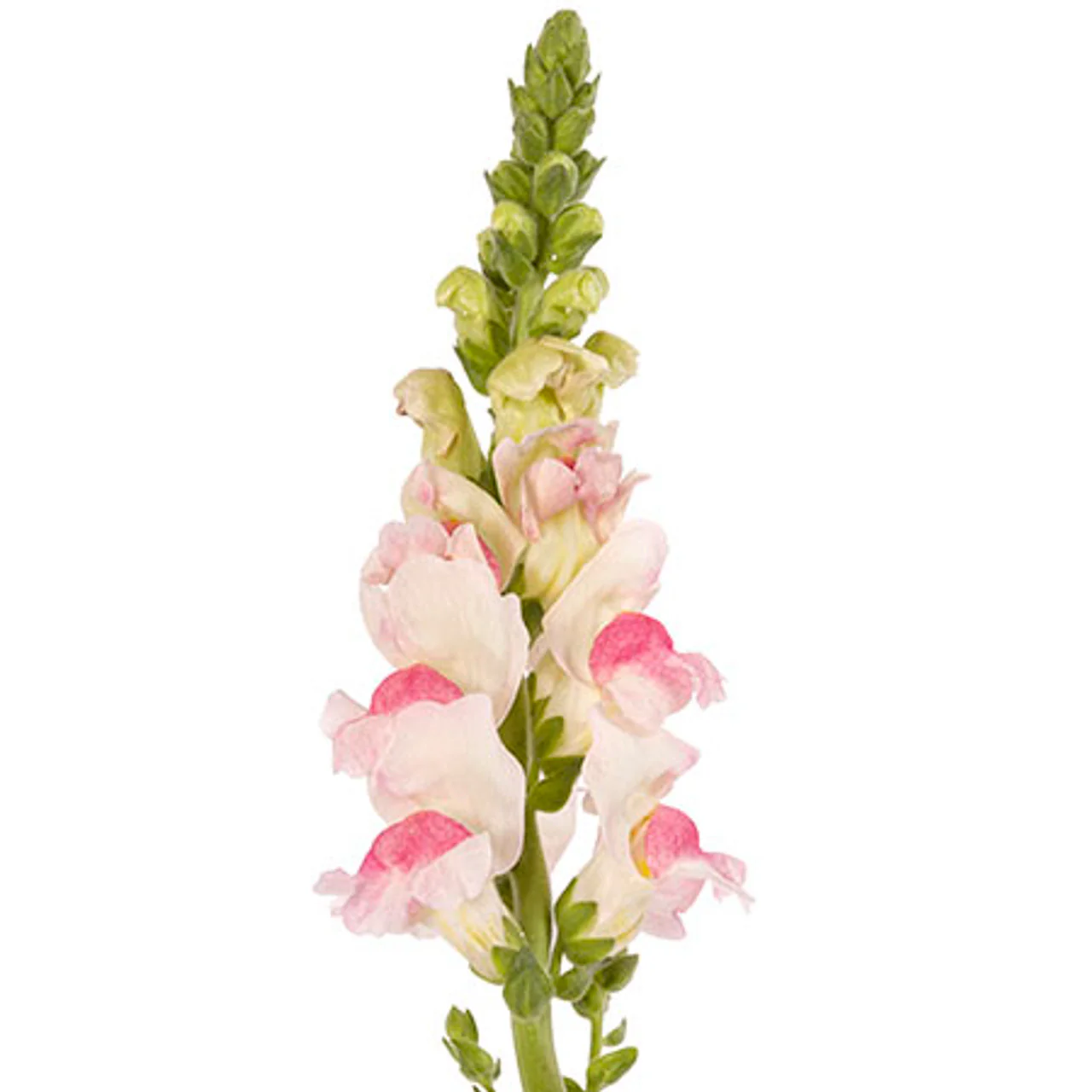 Soft Pink Snapdragon Flower Seeds , Delicate & Charming Blooms - Image 3