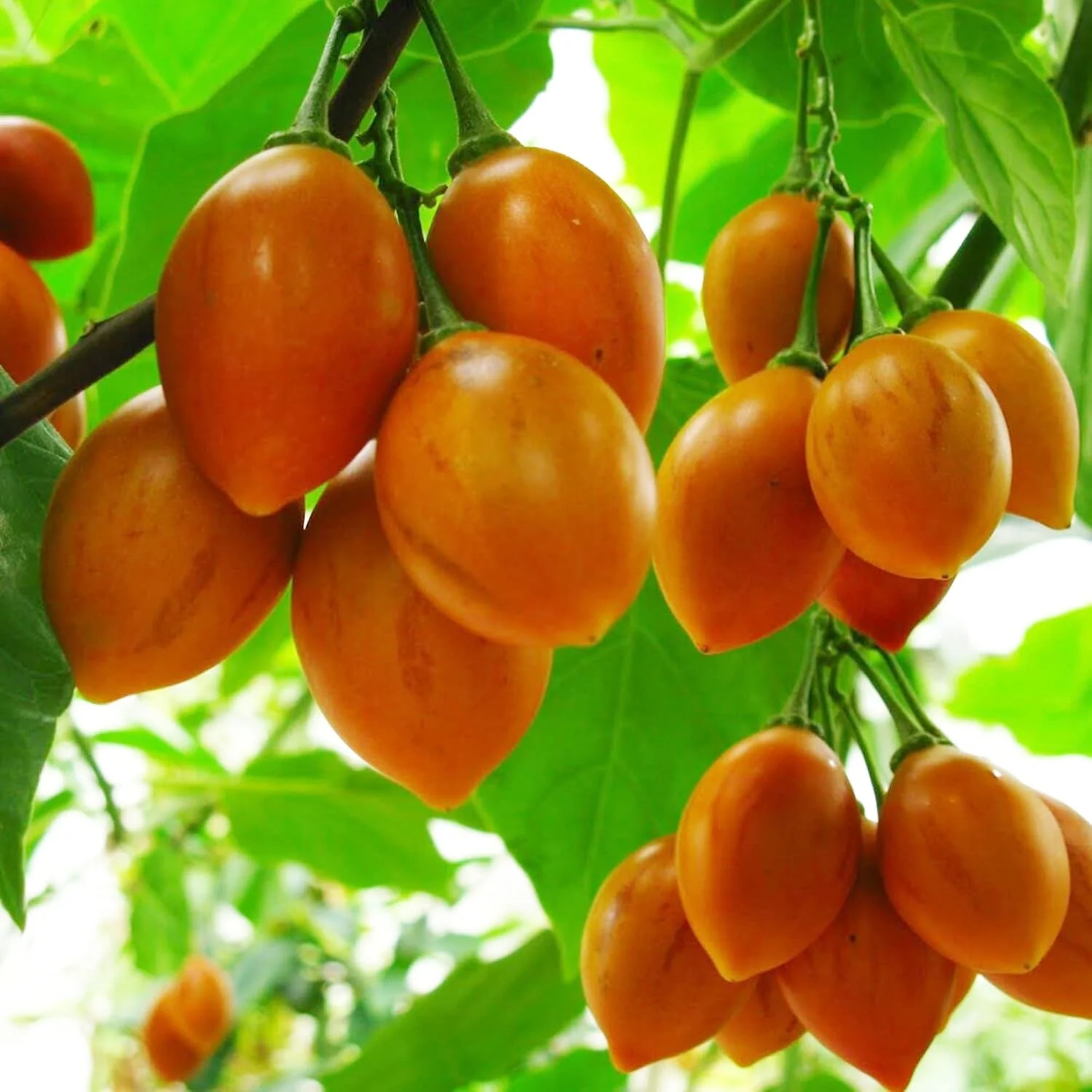 Solanum Seeds (Tree Tomato, ) Perennial Herbaceous Shrub, Self Pollinating, Outdoor Patio Fruit And Berries