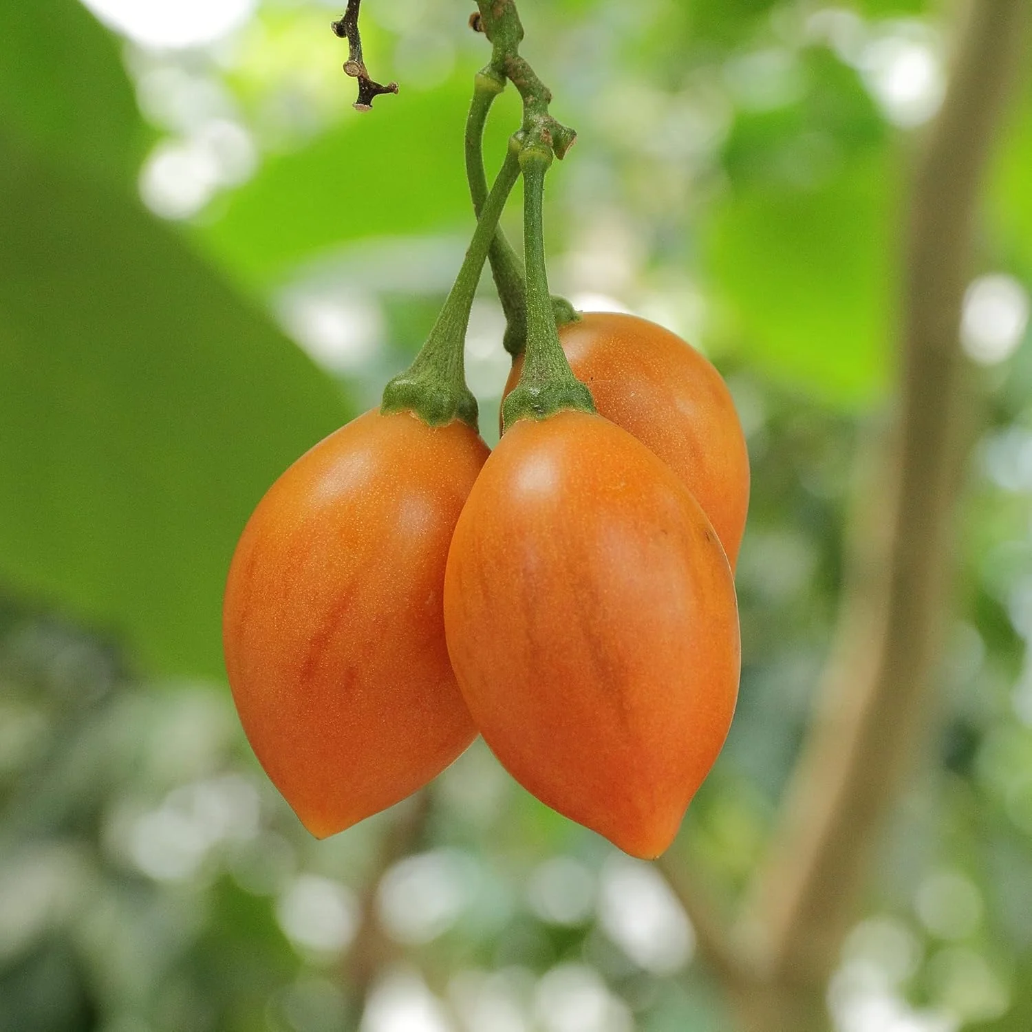 Solanum Seeds (Tree Tomato, ) Perennial Herbaceous Shrub, Self Pollinating, Outdoor Patio Fruit And Berries - Image 3