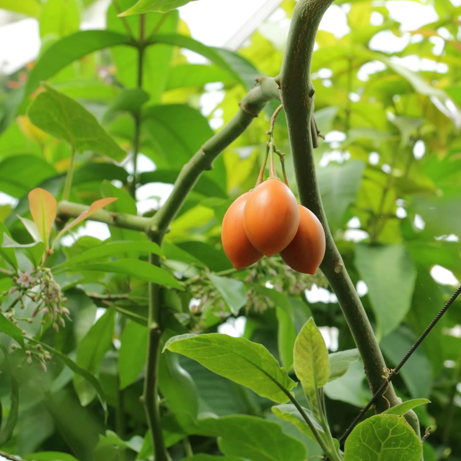 Solanum Seeds (Tree Tomato, ) Perennial Herbaceous Shrub, Self Pollinating, Outdoor Patio Fruit And Berries - Image 4