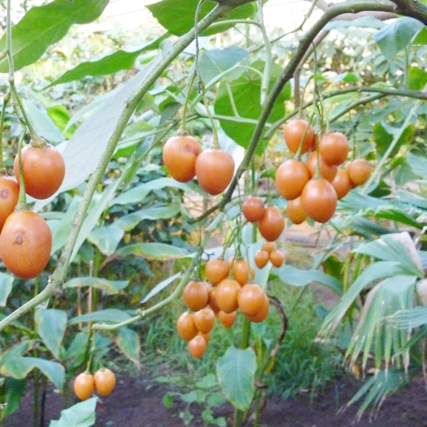 Solanum Seeds (Tree Tomato, ) Perennial Herbaceous Shrub, Self Pollinating, Outdoor Patio Fruit And Berries - Image 5