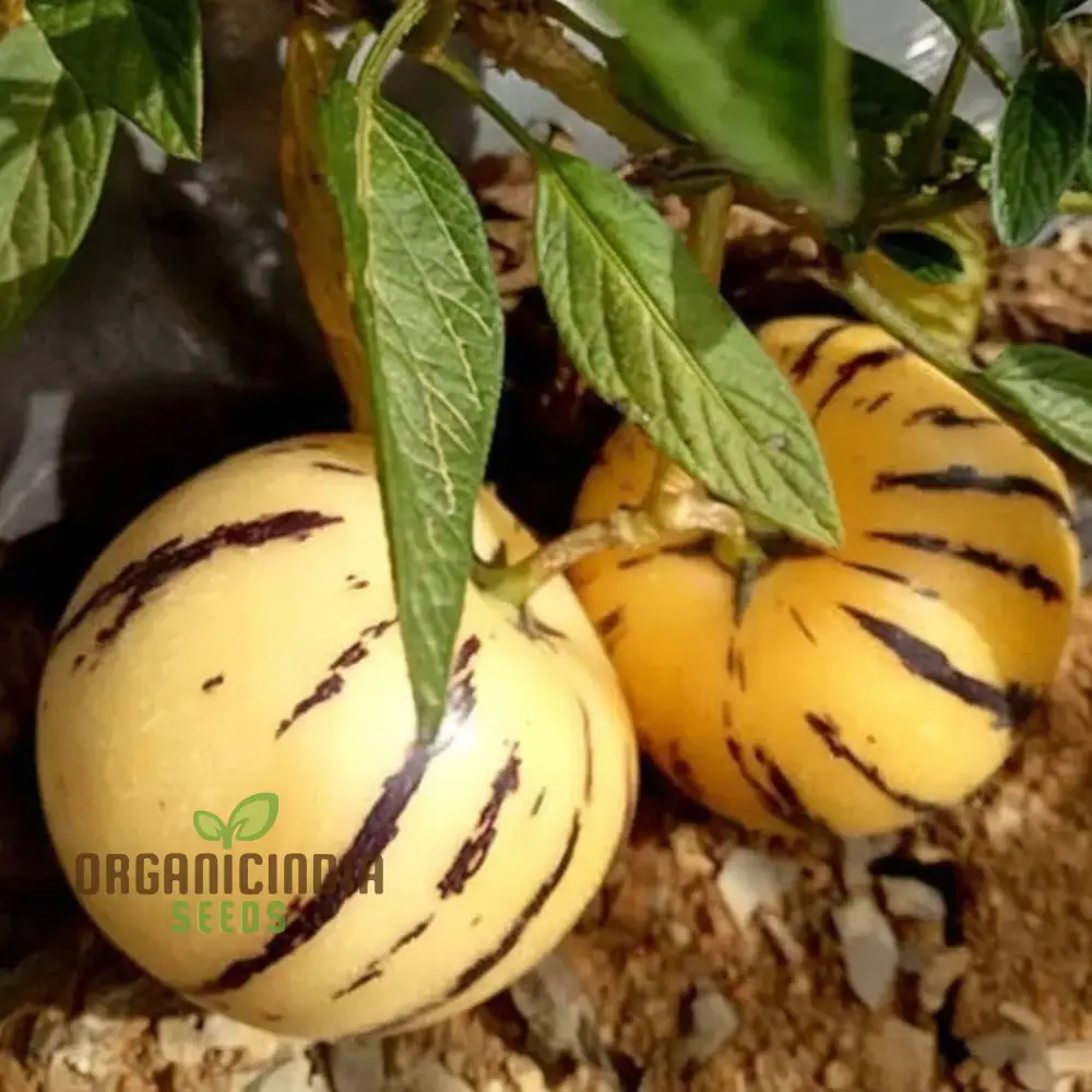Pepion Solanum Muricate Melon Pear Fruit Seeds, Grow Your Own Exotic Delicacy - Image 3