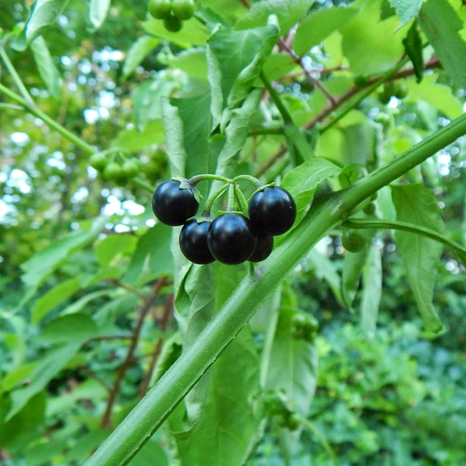 Solanum Nigrum Berry Fruit Seeds, Planting - 100 pcs