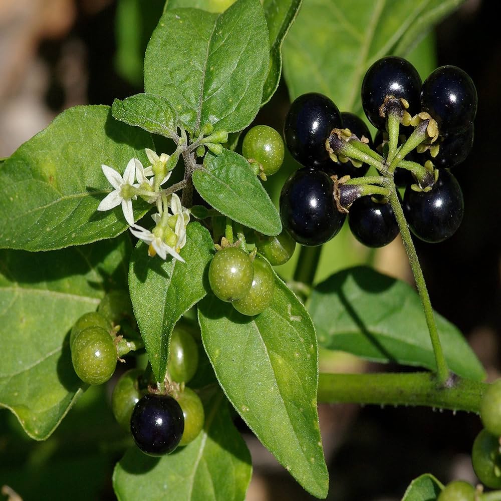 Solanum Nigrum Berry Fruit Seeds, Planting - 100 pcs - Image 3