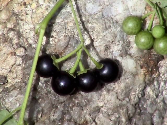 Solanum Nigrum Berry Fruit Seeds, Planting - 100 pcs - Image 4