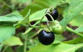 Solanum Nigrum Berry Fruit Seeds, Planting - 100 pcs - Image 5