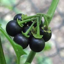 Solanum Nigrum Berry Fruit Seeds, Planting - 100 pcs - Image 6