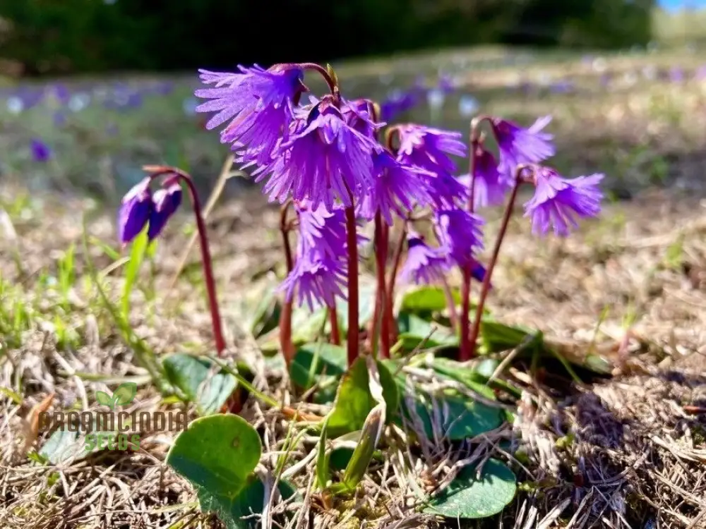 Soldanella Montana Seeds – Elevate Your Gardening with Exquisite Mountain Flowers and Hardy Seeds!