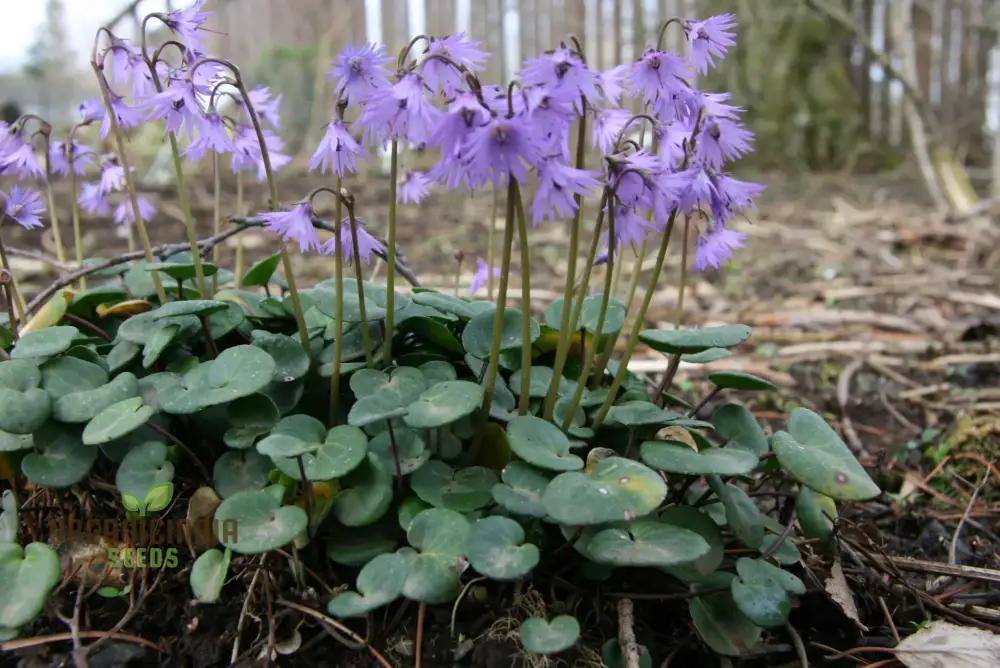 Soldanella Montana Seeds – Elevate Your Gardening with Exquisite Mountain Flowers and Hardy Seeds! - Image 4