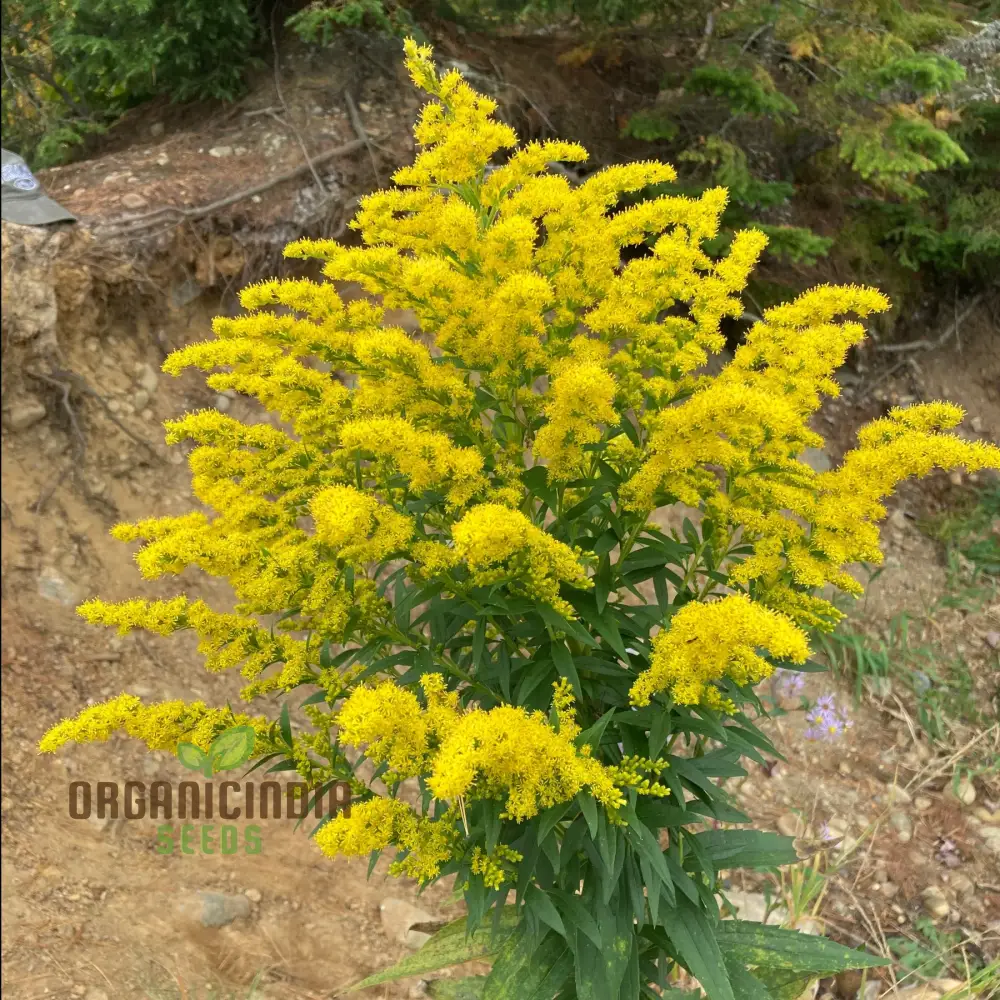 Solidago Yellow Springs Flower Seeds For Planting: Cultivating Vibrant Gardens with Nature's Golden Glow