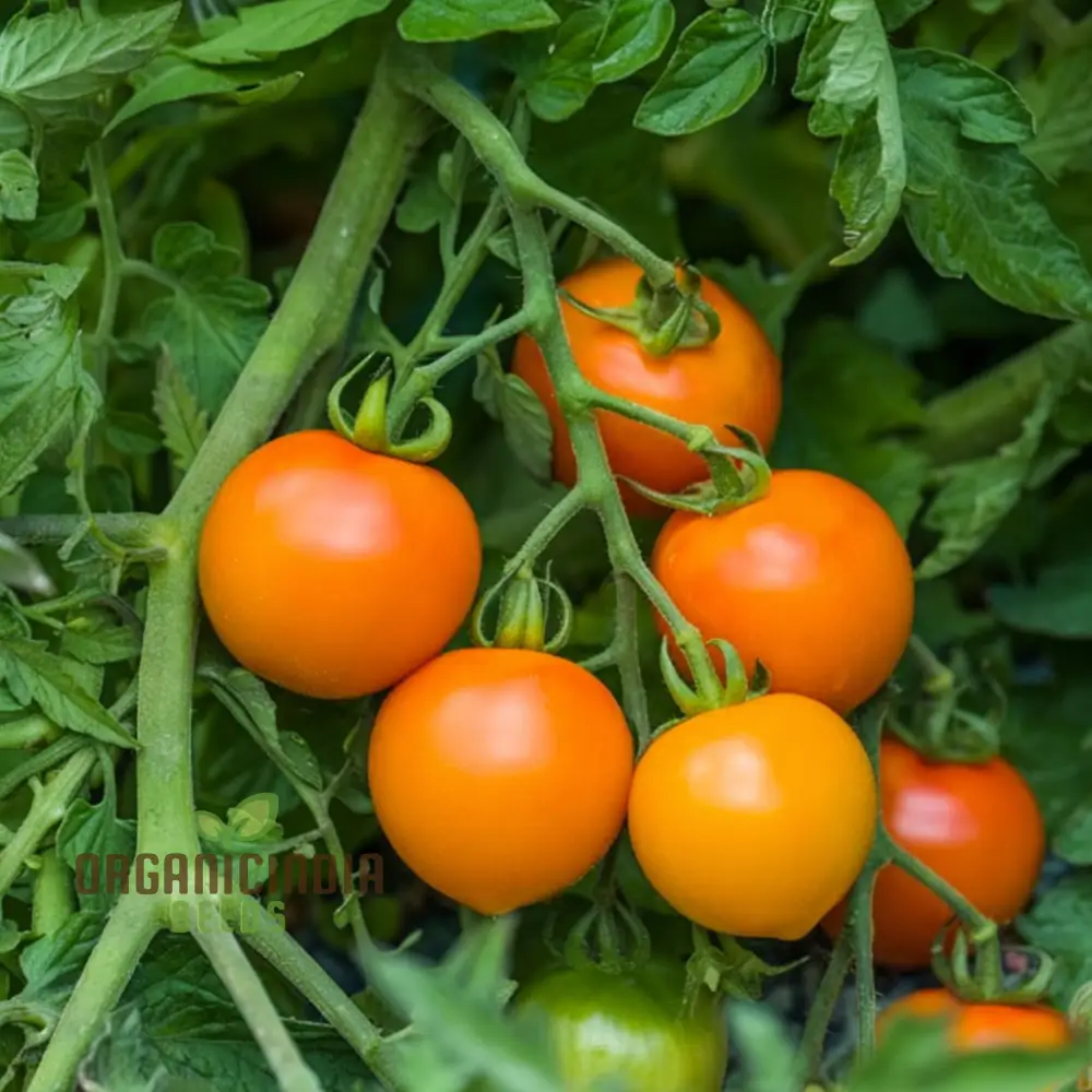 Solito Tomato Seeds - Compact and Flavorful Tomatoes for Your Garden