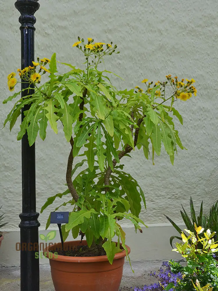Sonchus Fruticosus Seeds (Madeiran Tree Daisy Seeds) - Hardy Perennial for Home Gardens - Image 3