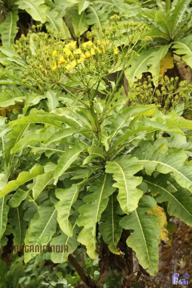 Sonchus Fruticosus Seeds (Madeiran Tree Daisy Seeds) - Hardy Perennial for Home Gardens - Image 4