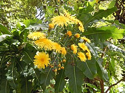 Sonchus Fruticosus Seeds (Madeiran Tree Daisy Seeds) - Hardy Perennial for Home Gardens - Image 6