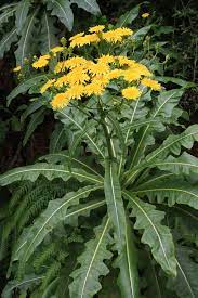 Sonchus Fruticosus Seeds (Madeiran Tree Daisy Seeds) - Hardy Perennial for Home Gardens - Image 7