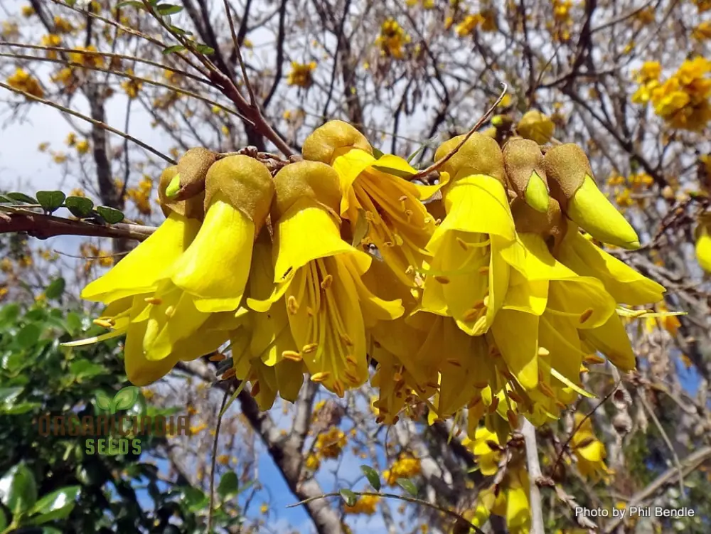 Sophora Microphylla Seeds: Cultivate Exquisite Beauty and Botanical Diversity in Your Landscape!