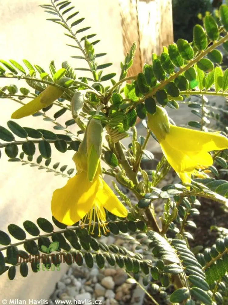 Sophora Microphylla Seeds: Cultivate Exquisite Beauty and Botanical Diversity in Your Landscape! - Image 3