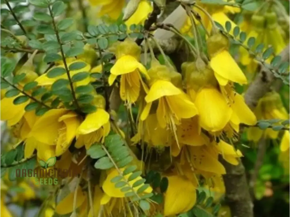 Sophora Microphylla Seeds: Cultivate Exquisite Beauty and Botanical Diversity in Your Landscape! - Image 4