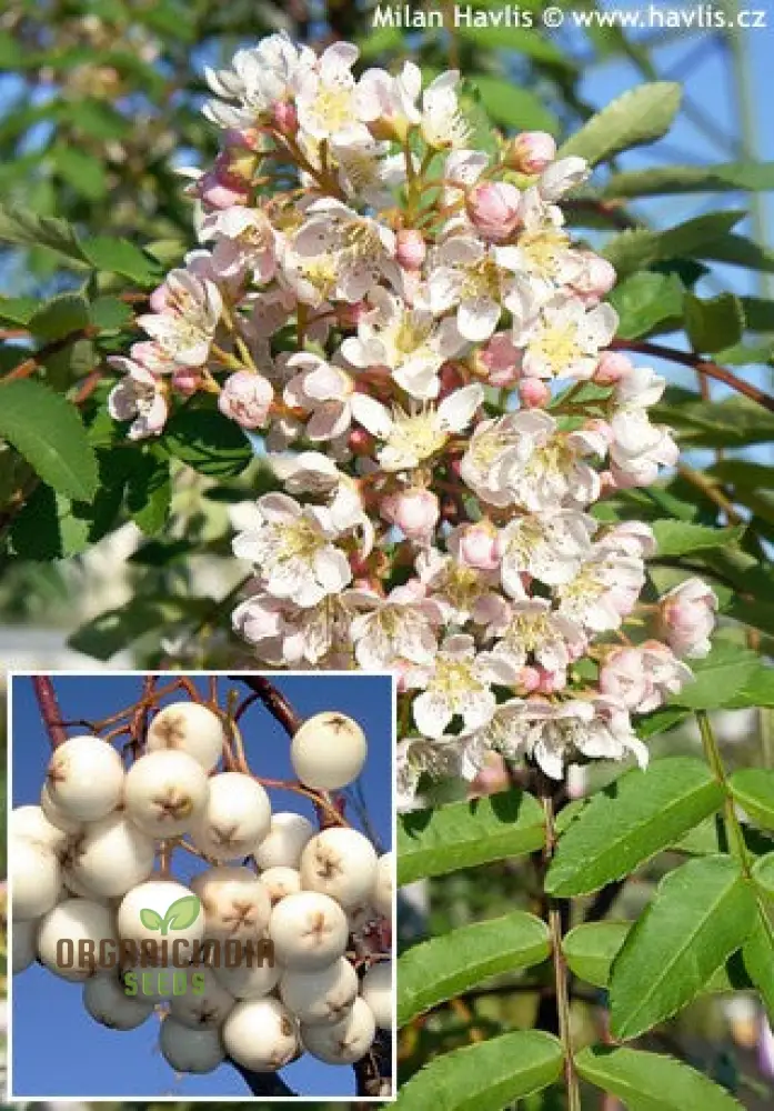 Sorbus Cashmiriana Seeds: Enhance Your Garden with Rare Beauty and Sustainable Gardening Delights! - Image 3