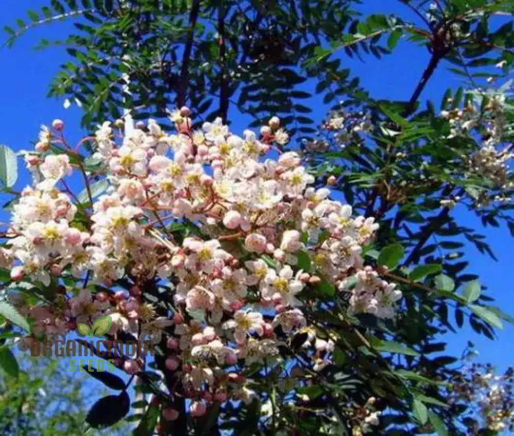 Sorbus Cashmiriana Seeds: Enhance Your Garden with Rare Beauty and Sustainable Gardening Delights! - Image 4