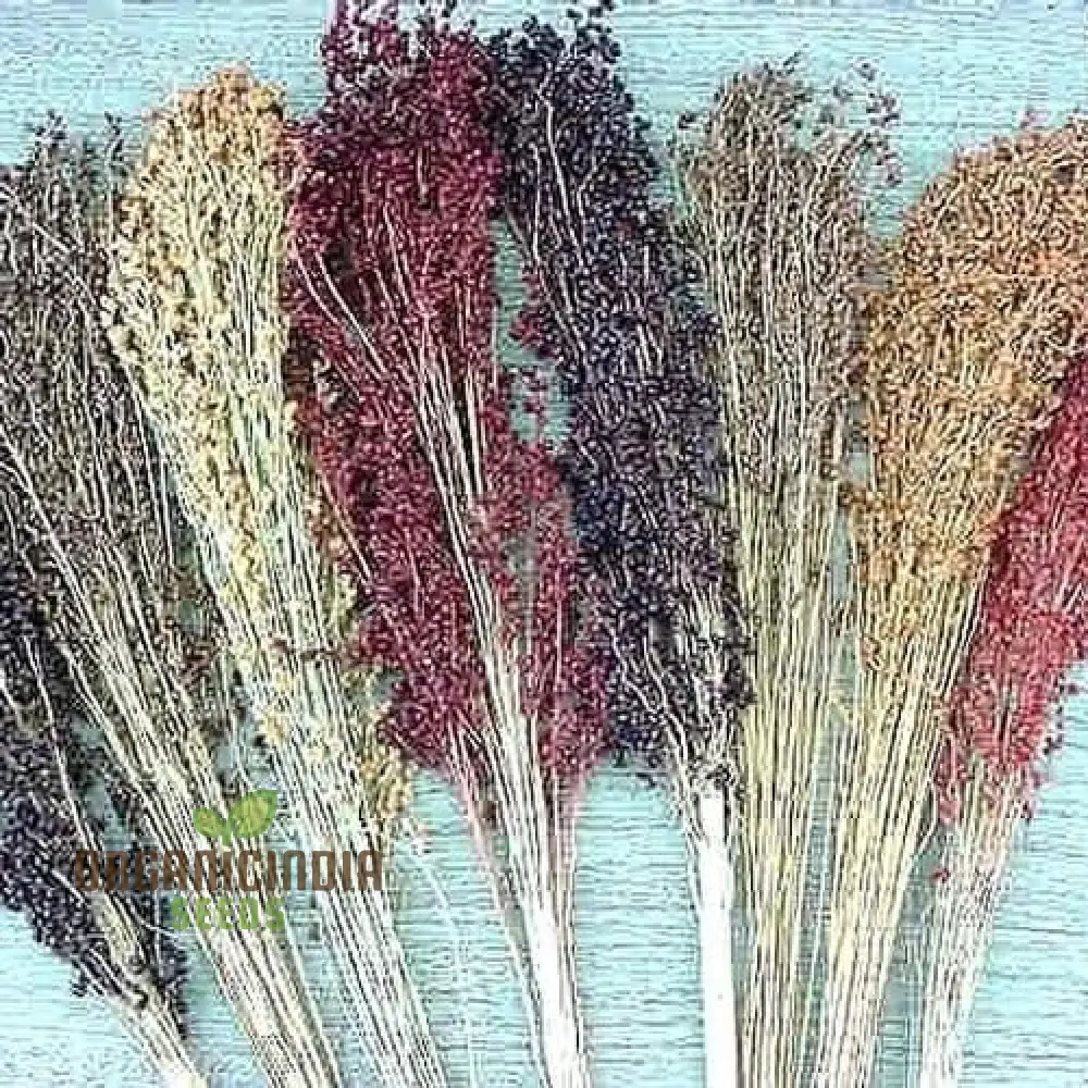 Sorghum Broom plant Seeds 75pcs, 75pcs Sorghum Broom Seeds Packet, Premium Sorghum Broom Seeds