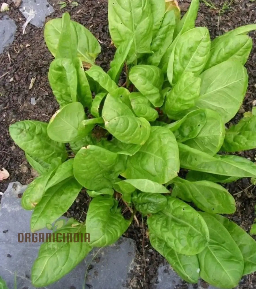Sorrel French Green De Belleville Seeds – Premium Quality, Nutritious Leafy Herb for Garden & Kitchen Use