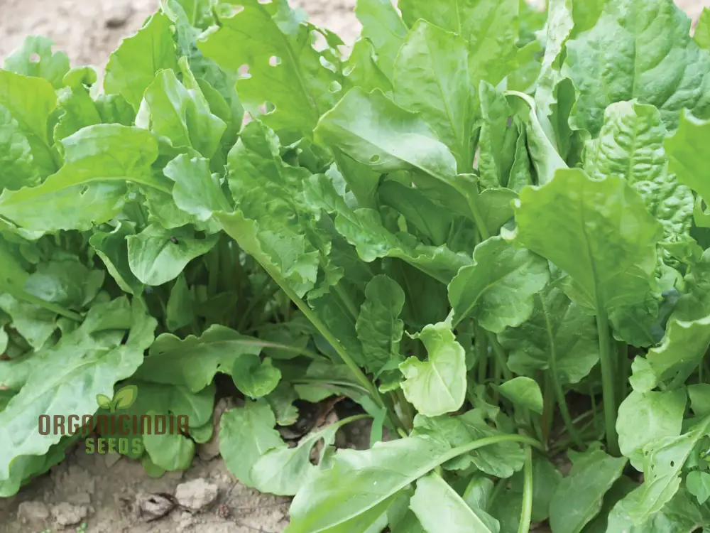 Sorrel French Green De Belleville Seeds – Premium Quality, Nutritious Leafy Herb for Garden & Kitchen Use - Image 3
