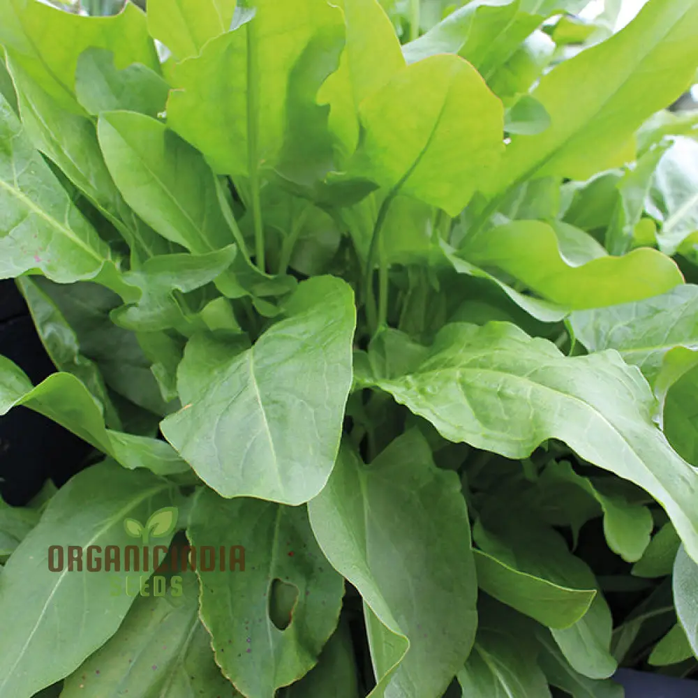 Sorrel French Green De Belleville Seeds – Premium Quality, Nutritious Leafy Herb for Garden & Kitchen Use - Image 4