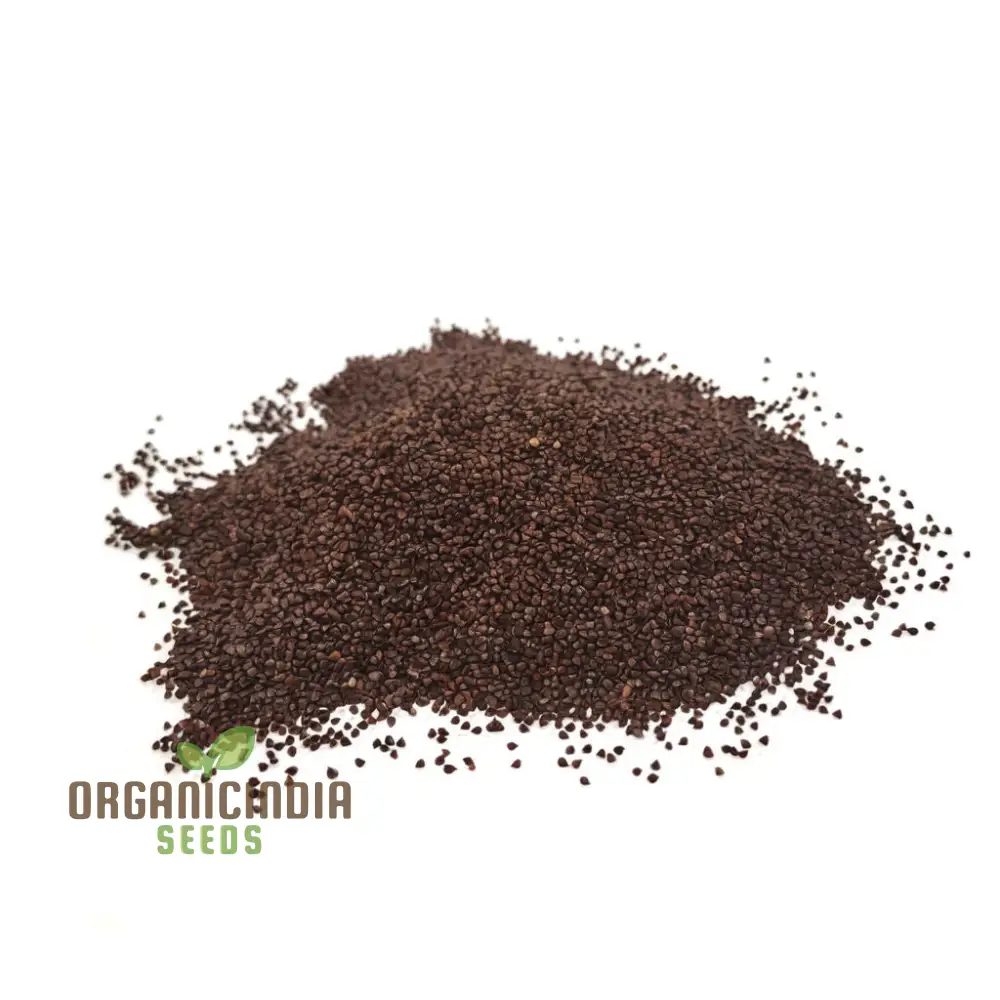 Sorrel Red Veined Vegetable Seeds, Heirloom Nutritious Ideal for Salads and Culinary Uses - Image 4