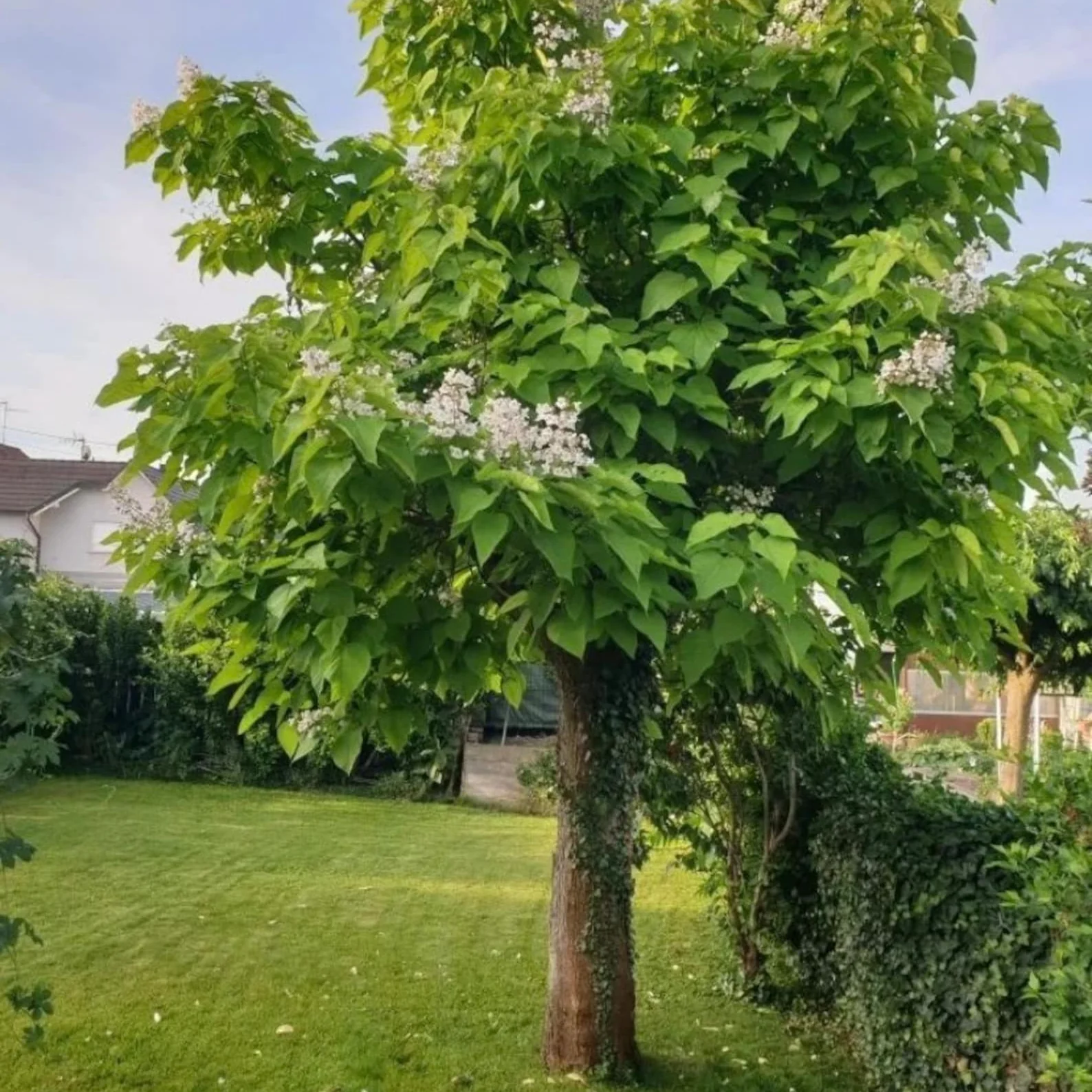 Southern Catalpa Tree Seeds for Planting - Image 3