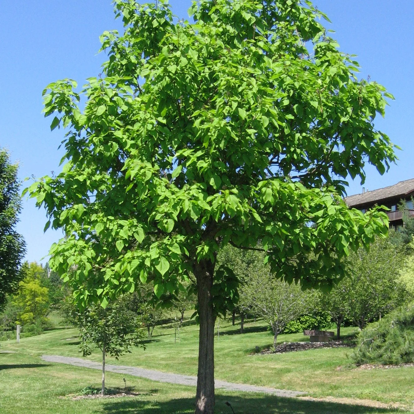 Southern Catalpa Tree Seeds for Planting - Image 4