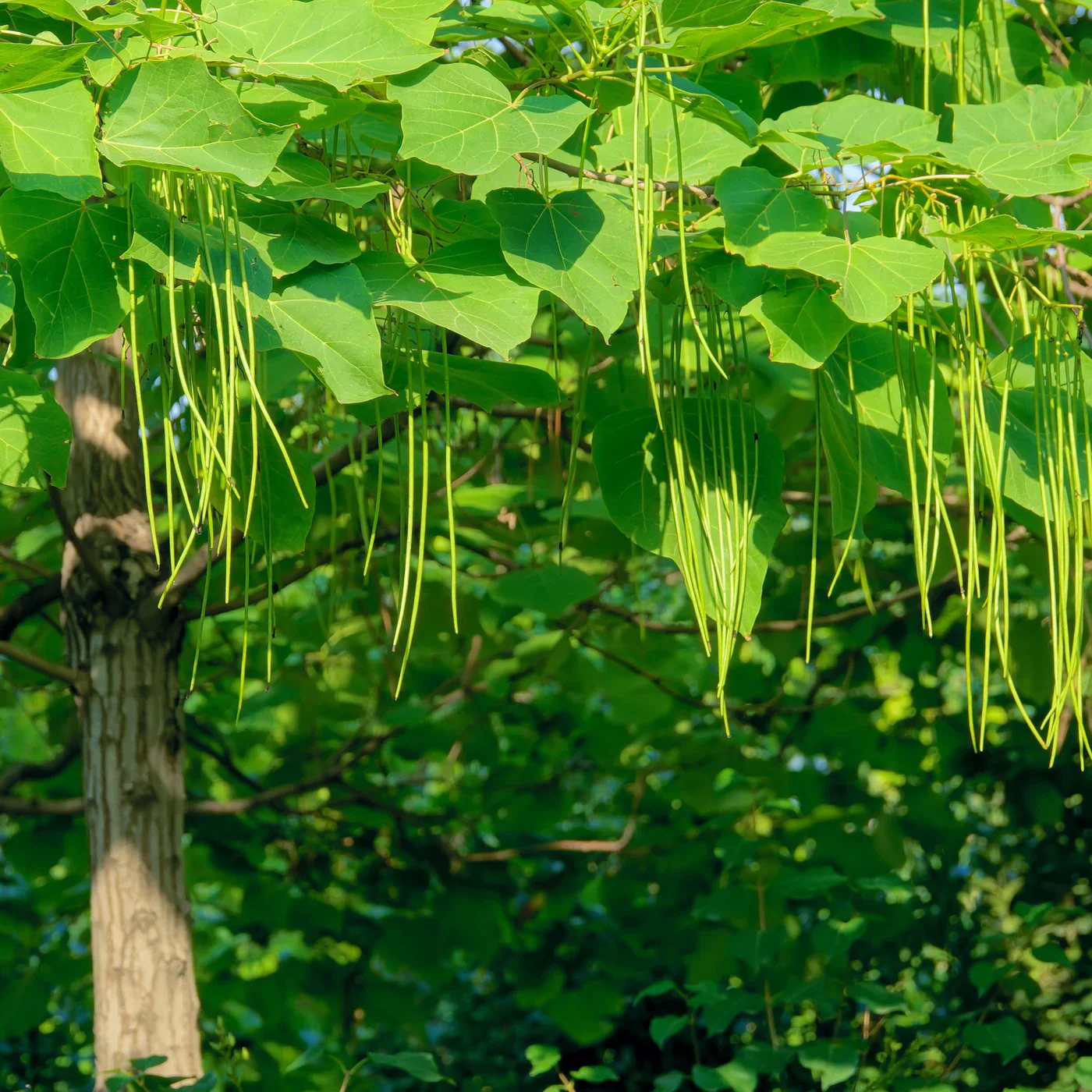 Southern Catalpa Tree Seeds for Planting - Image 5