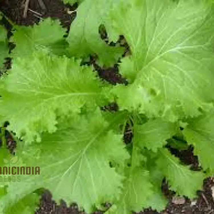 Southern Giant Curled Mustard Seeds, Planting