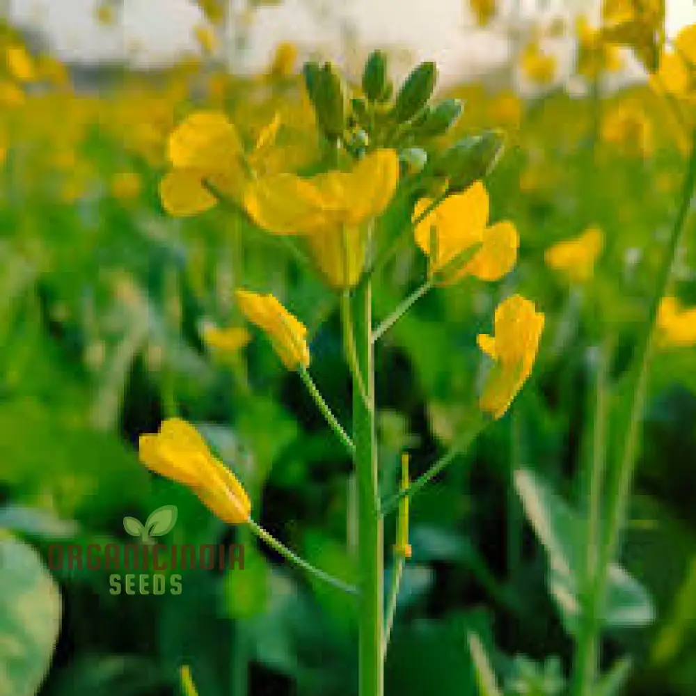 Southern Giant Curled Mustard Seeds, Planting - Image 3