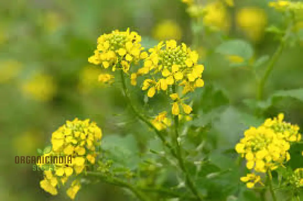 Southern Giant Curled Mustard Seeds, Planting - Image 4