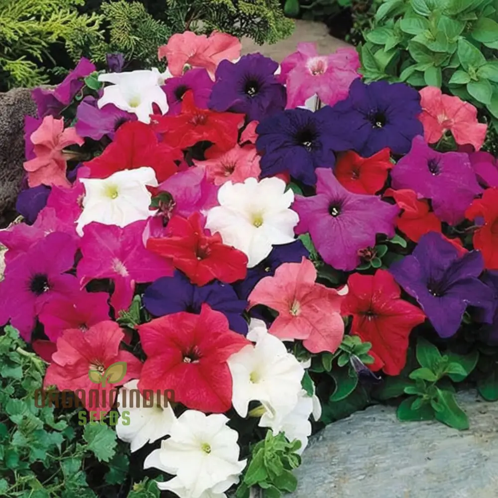 Sow in Winter Season Flower Seeds for Colorful Cold-Weather Gardens