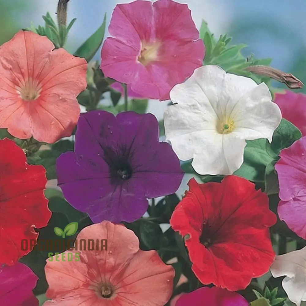 Sow in Winter Season Flower Seeds for Colorful Cold-Weather Gardens - Image 3