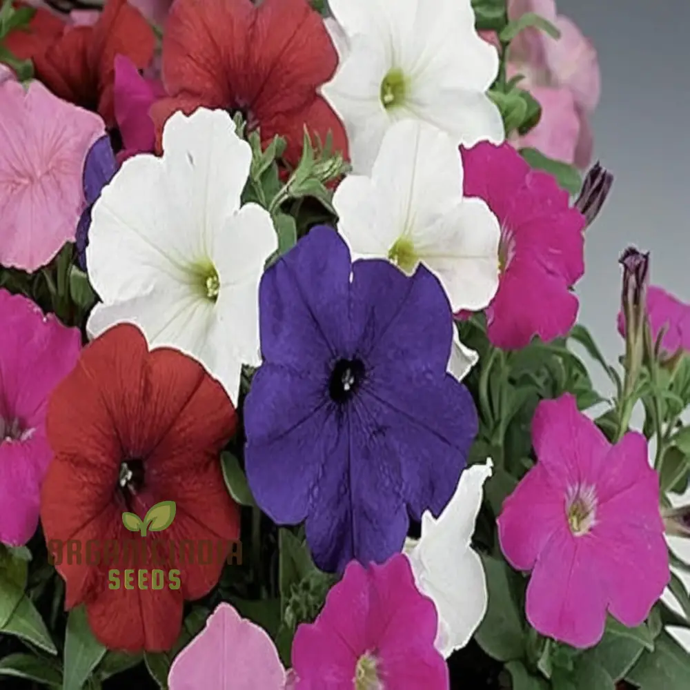 Sow in Winter Season Flower Seeds for Colorful Cold-Weather Gardens - Image 4